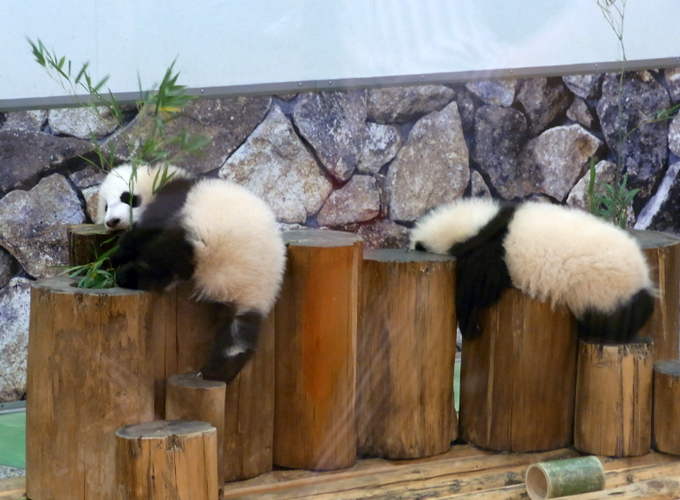 2015 4月の旅 アドベンチャーワールド2.jpg