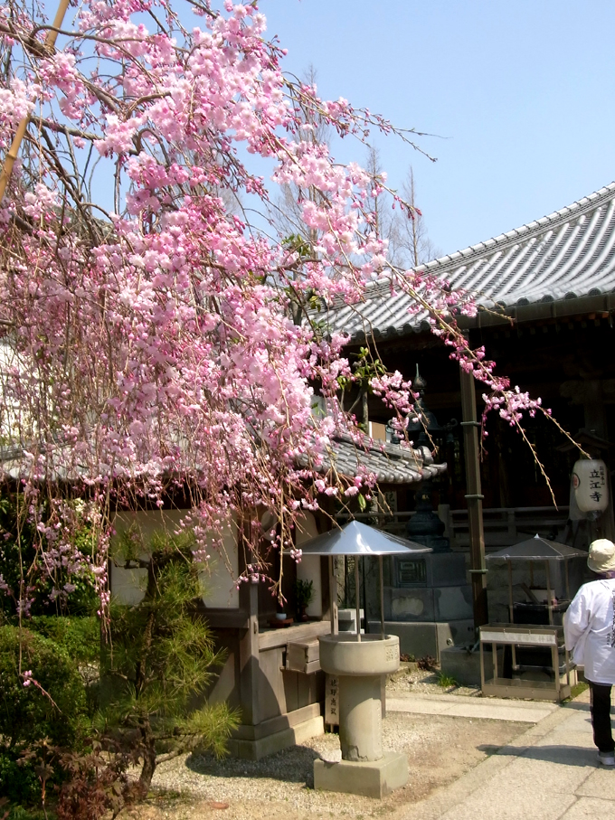 桜_3.jpg